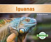 Reptiles - Iguanas