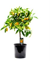 Fruitgewas van Botanicly – Citrus Kumquat – Hoogte: 85 cm
