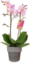 Orchidee van Botanicly – Orchidee met grijze sierpot als set – Hoogte: 45 cm, 1 tak – Phalaenopsis Multiflora Amaglad