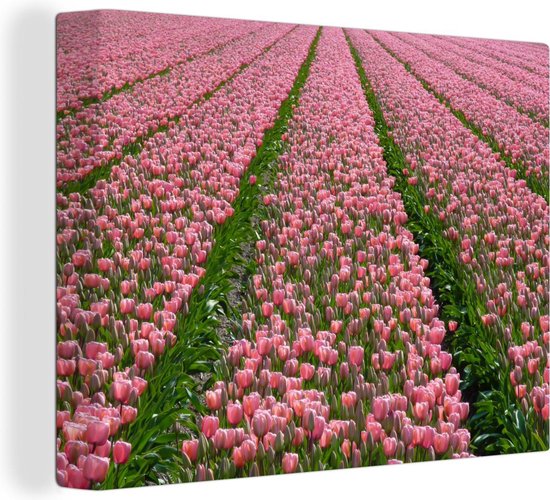 Canvas Schilderij Rijen van roze tulpen in Nederland - 40x30 cm - Wanddecoratie