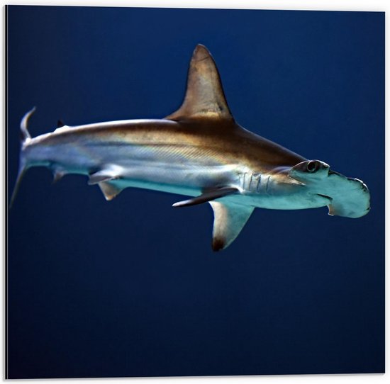 Dibond Hamerhaai in het Water 50x50cm Foto op Aluminium (Met