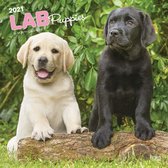 Labrador Retriever Puppies Kalender 2021