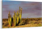 Schilderij - Cactusvelden in Mexico — 90x60 cm