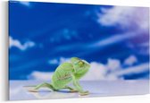 Schilderij - Kameleon — 90x60 cm