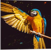 Acrylglas - Papagaai met Gespreide Vleugel - 50x50cm Foto op Acrylglas (Wanddecoratie op Acrylglas)