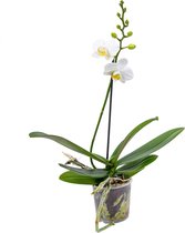 Orchidee | Phalaenopsis - Orchidee Wit per stuk - Kamerplant in kwekerspot ⌀9 cm - ↕40 cm