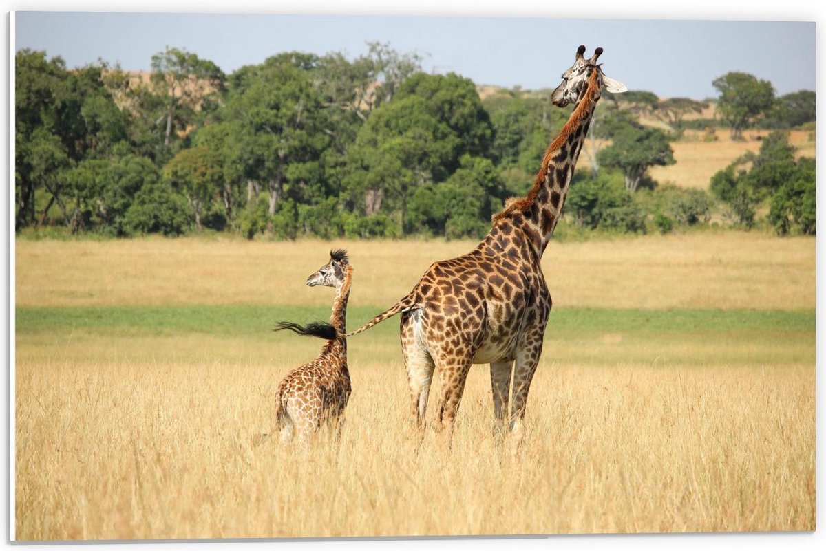 Forex - Giraffe met Baby - 60x40cm Foto op Forex