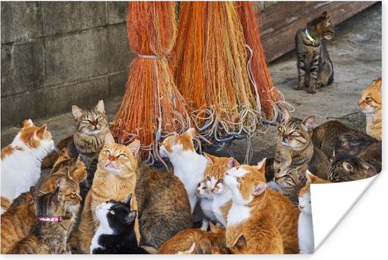 Meerdere katten die de visnetten heen zitten op Aoshima poster papier 180x120 cm -... |