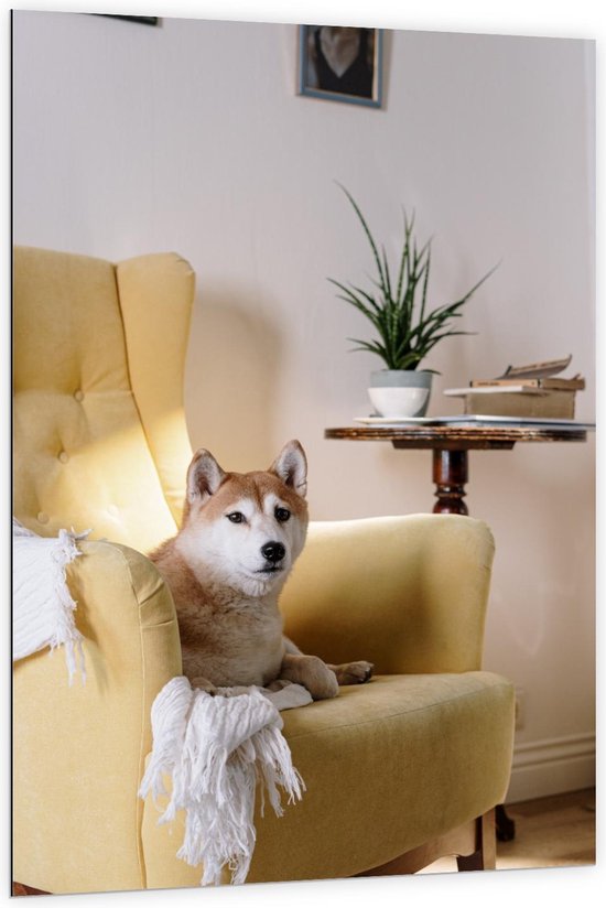 Dibond - Shiba inu Hond op Gele Stoel - 100x150cm Foto op Aluminium (Wanddecoratie van metaal)