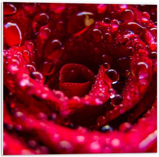 Forex - Binnenkant van Rode Roos met Waterdruppels  - 50x50cm Foto op Forex