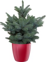 Boom van Botanicly – Picea Pungens Super Blue in rood pot als set – Hoogte: 85 cm