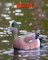 Wigeon