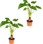 Olifantsoor | Alocasia 'Cucullata' op stam per 2 stuks - Kamerplant in kwekerspot ⌀12 cm - ↕50 cm