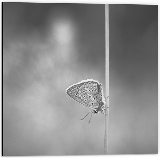 Dibond - Vlinder op Draad - 50x50cm Foto op Aluminium (Wanddecoratie van metaal)