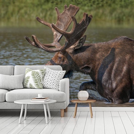 Papier peint photo peint photo vinyle - Elk couché dans l'eau largeur 275 cm x hauteur 220 cm - Tirage photo sur papier peint (disponible en 7 tailles)
