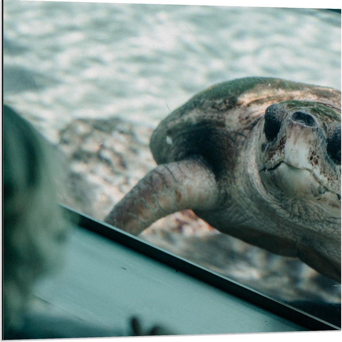 Dibond - Schildpad in Aquarium - 80x80cm Foto op Aluminium (Met Ophangsysteem)