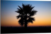 Dibond - Silhouet van Palmboom  - 90x60cm Foto op Aluminium (Wanddecoratie van metaal)