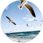 Forex Wandcirkel - Meeuwen boven de Zee - 60x60cm Foto op Wandcirkel (met ophangsysteem)