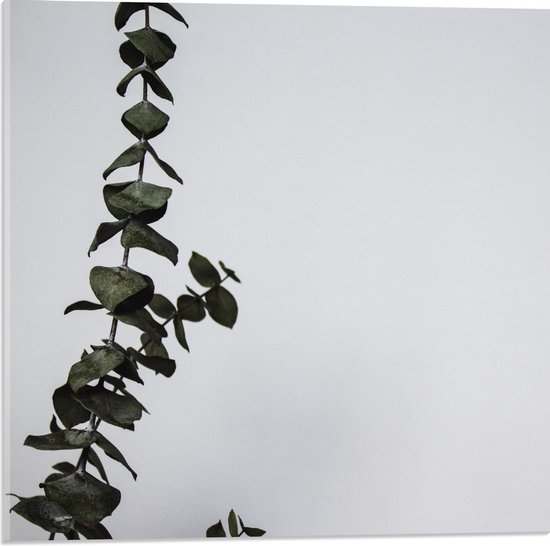 Acrylglas - Klimop op Witte Achtergrond  - 50x50cm Foto op Acrylglas (Wanddecoratie op Acrylglas)