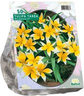 2 stuks Tulipa Tarda per 50