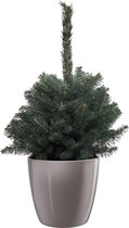 Hellogreen Kleine Mini Kerstboom - Blauwspar - 35 cm - Elho Brussels Diamond grijs