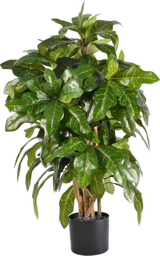 Croton - 80cm