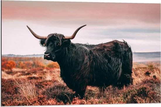 Dibond - Zwarte Schotse Hooglander - 90x60cm Foto op Aluminium (Wanddecoratie van metaal)