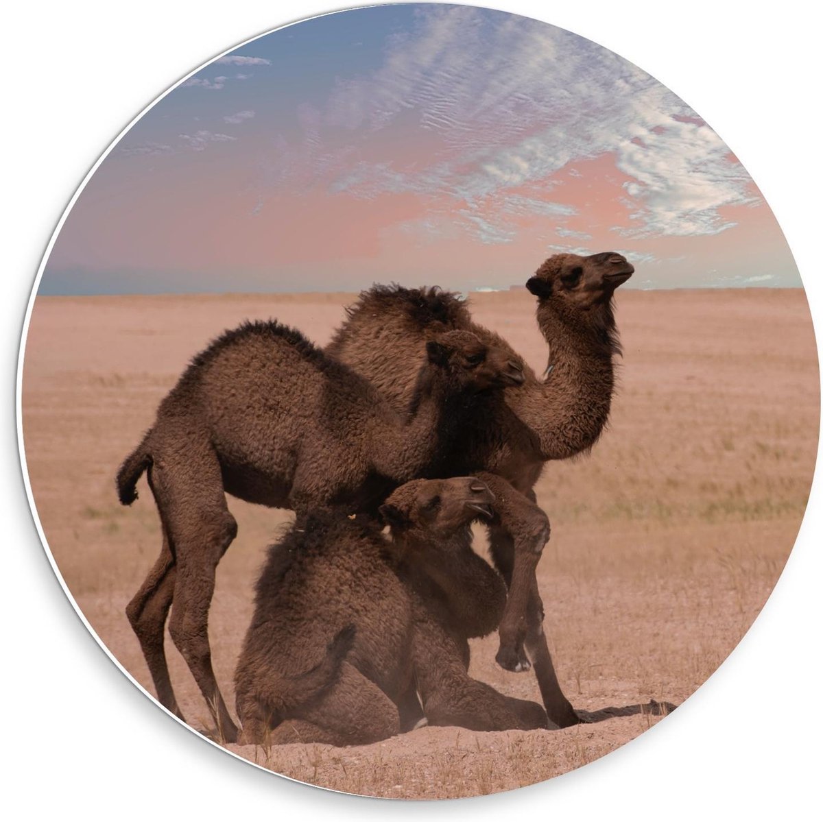 KuijsFotoprint Schilderij - Kamelen Duo Staand Liggend - Wit, Blauw En Bruin - 30 X 30 Cm