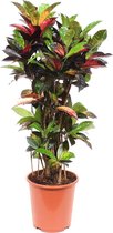 Croton 'Mrs Iceton' (Codiaeum variegatum)