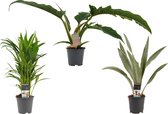 JoGrow - Areca - 50 Cm - Ø 14 - 1 Stuks