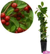 Psidium cattleianum Red, Aardbeiguave, Hoogte 50-60cm, 2 liter pot