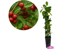 Psidium cattleianum Red, Aardbeiguave, Hoogte 50-60cm, 2 liter pot