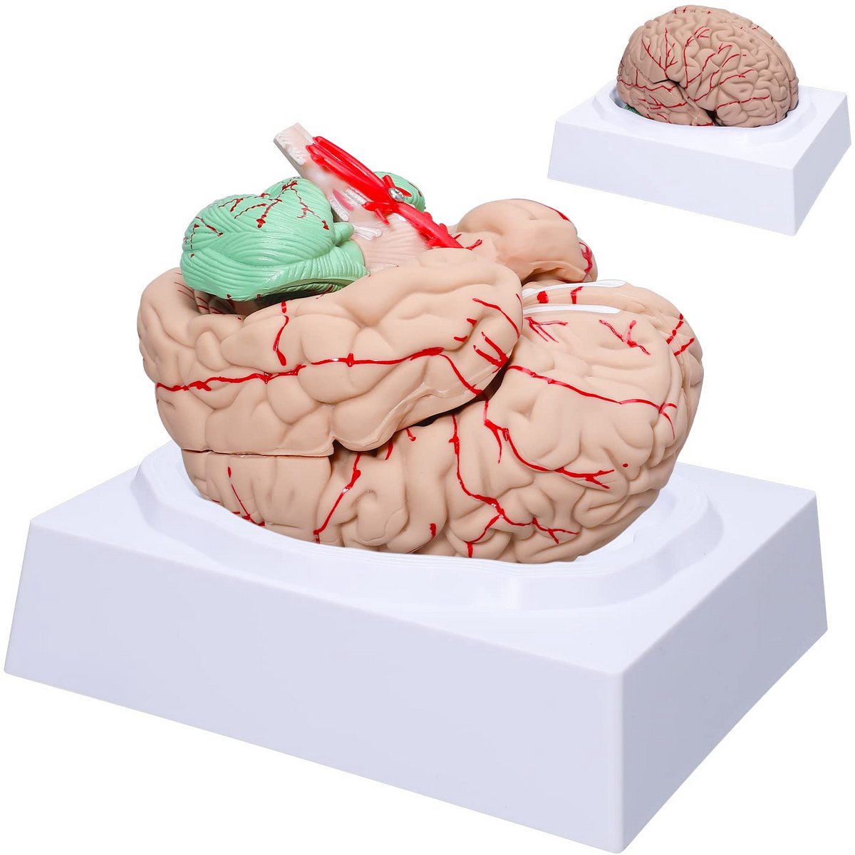 Levensgroot Anatomisch Model van het Menselijk Brein met Slagaders - 8 Afneembare Delen