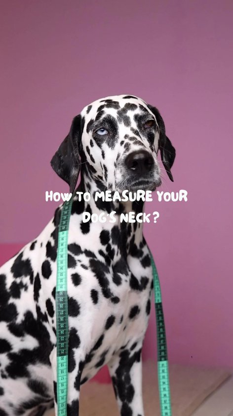 DWAM Dog with a Mission – Collier pour chien – Collier pour chien – Rose – XXS – Cuir – Tour de cou entre 19-24 x 2 cm – Sweety