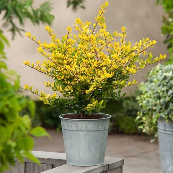 5 stuks | Ilex crenata 'Golden Gem' C2 25-30 cm - Bloeiende plant - Compacte groei - Geschikt als hoge en lage haag - Kleinbladig - Wintergroen