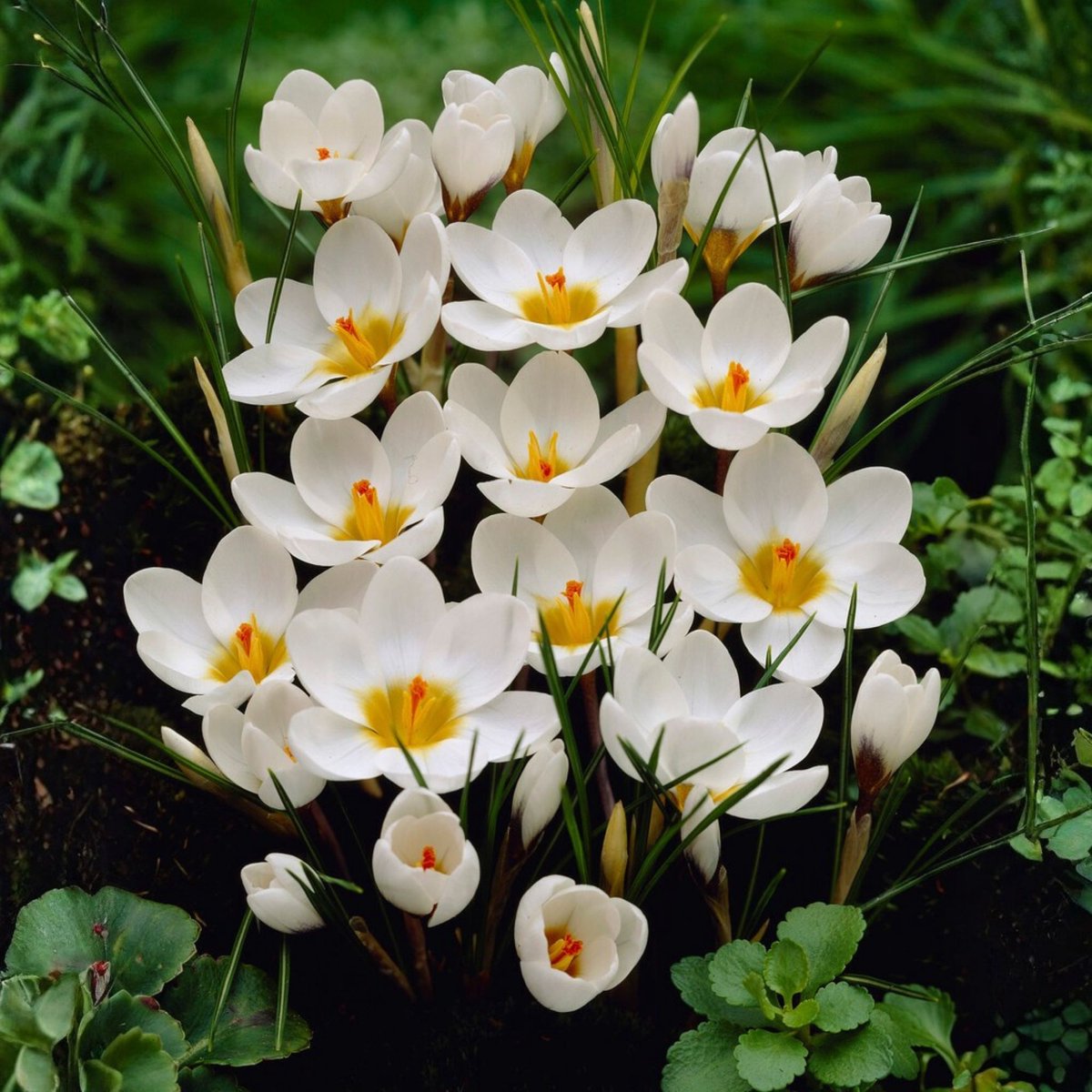 Gele krokus (Crocus Chrysanthus) - Krokus Ard Schenk - Crocus - Bijen-Vlinders - Voorjaarsbollen - bloeit in Februari / Maart
