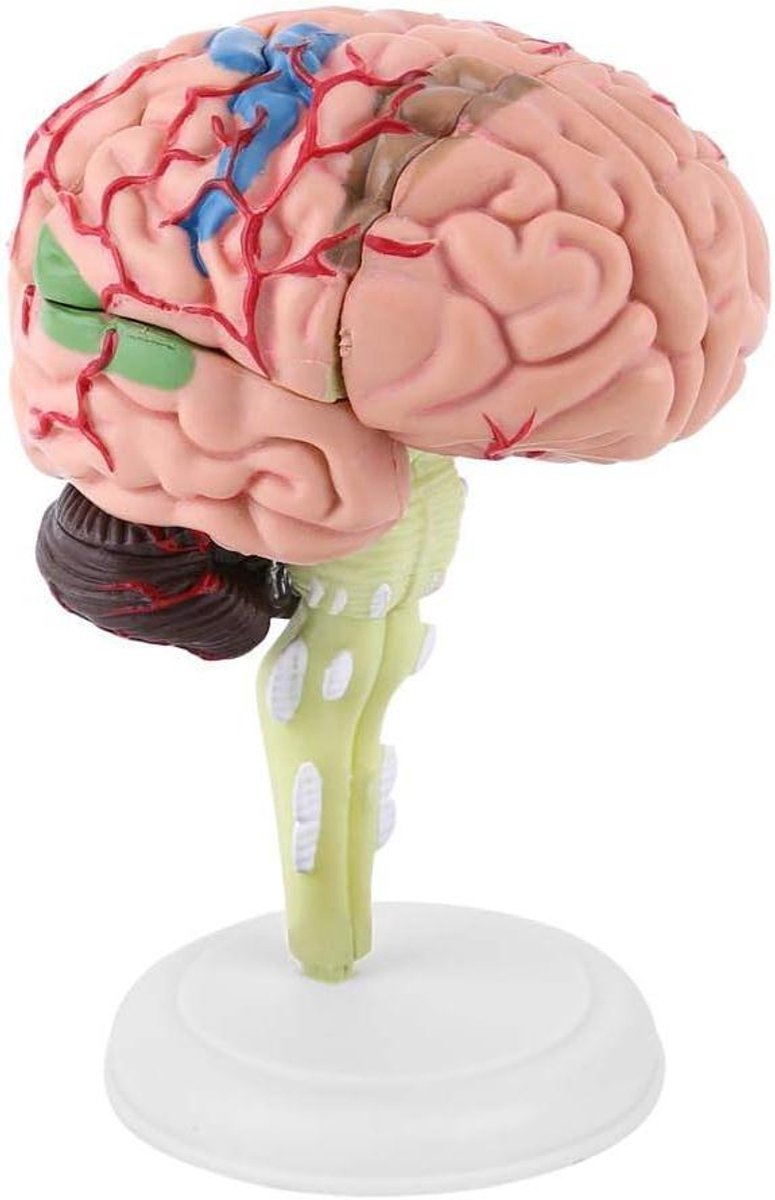 Ronte - Anatomisch 4D model van het menselijk brein voor medisch biologie onderwijs - Speelgoed voor leren en oefenen