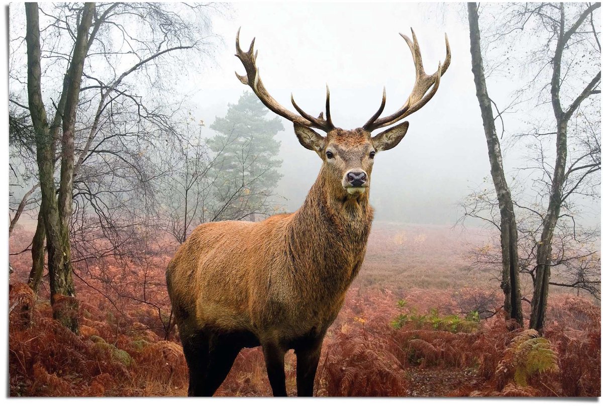 REINDERS Poster Hert in het bos - 61 x 91,5 - Papier - REINDERS bruin