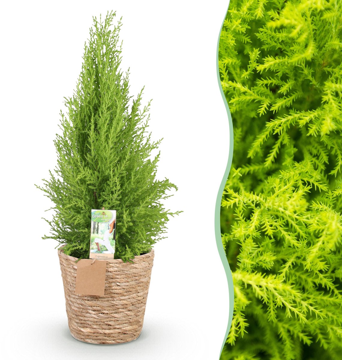 Plantenboetiek.nl | Green is... Cupressus Gold Crest Wilma - Kamer conifeer - Weinig onderhoud - met mand - Groen - Ø21cm - 85-95cm hoog - Kamerplant - Groenblijvend