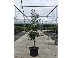 Pyrus pyrifolia - Oude Nashiperenboom 'Chojuro' - Onderstam P.C. - 45L pot - ca. 2m