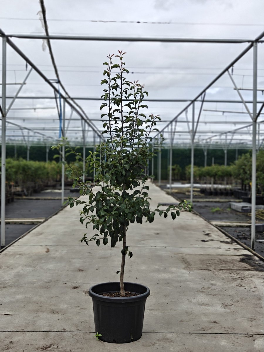 Pyrus pyrifolia - Oude Nashiperenboom 'Chojuro' - Onderstam P.C. - 45L pot - ca. 2m