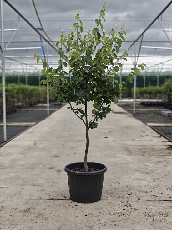 Kweeperenboom van ongeveer 2 meter hoog in een grote zwarte pot, in een kas.