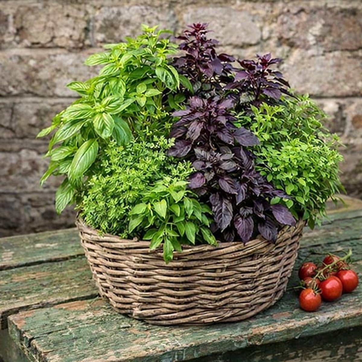 Kruiden zaden - Basilicum pot mix