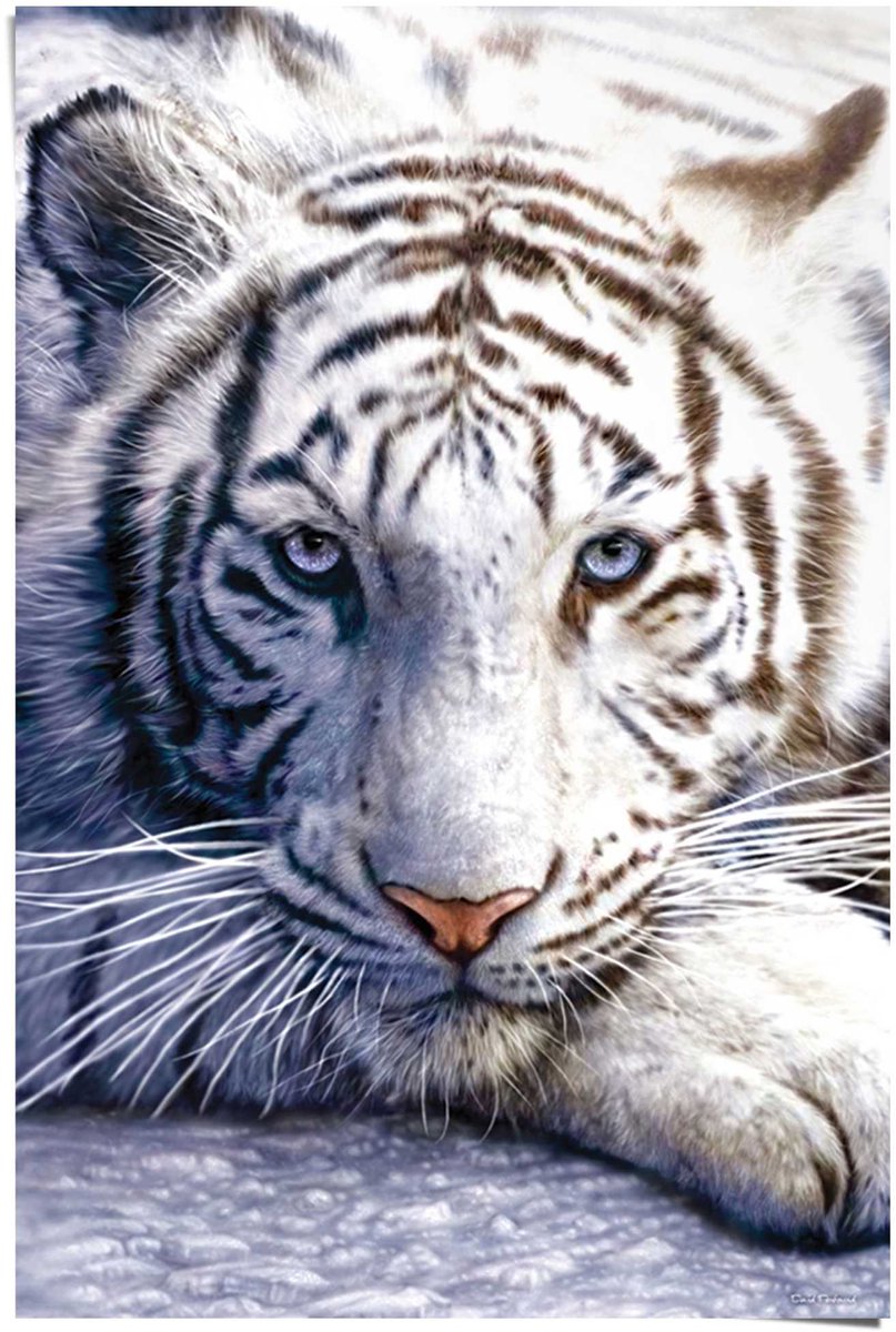 Poster White tiger - 91,5 x 61 - Papier - REINDERS