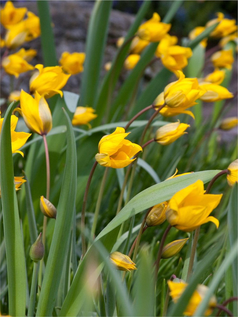 20x Tulpen 'Sylvestris' - BULBi® Bloembollen met bloeigarantie