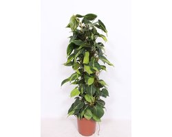 JUNAVERA Philodendron scandens ‘Brasil’ | 15 cm pot | 60 cm hoog met kokospaal