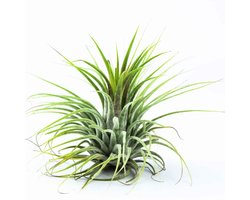 Tillandsia Groen | Onderhoudsarme luchtplant zonder aarde | ca. 6 cm groot | Geschikt voor terraria en decoratie