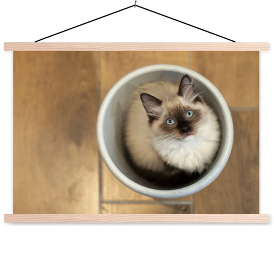 Affiche textielposter Un chat Ragdoll dans un seau en plastique 150x100 cm