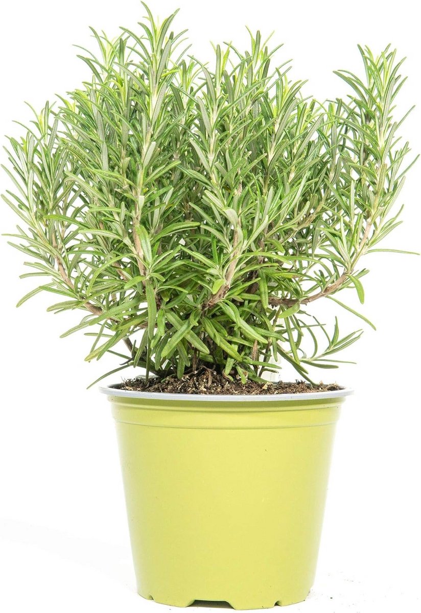 Kruidenplant Rozemarijn - Verse Potplanten 14 cm - Echte Mediterrane Specerij - 3 Stuks
