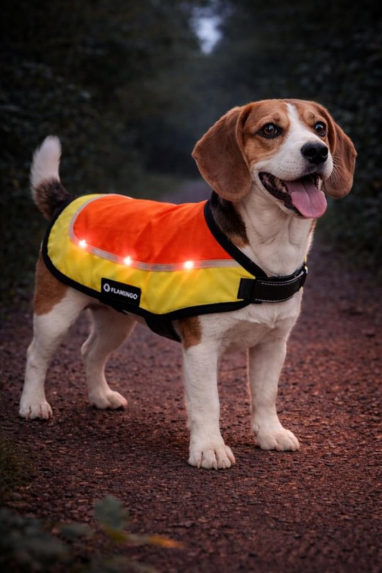 Beagle met oranje/geel reflecterend vest met verlichting, zichtbaar in de schemering.